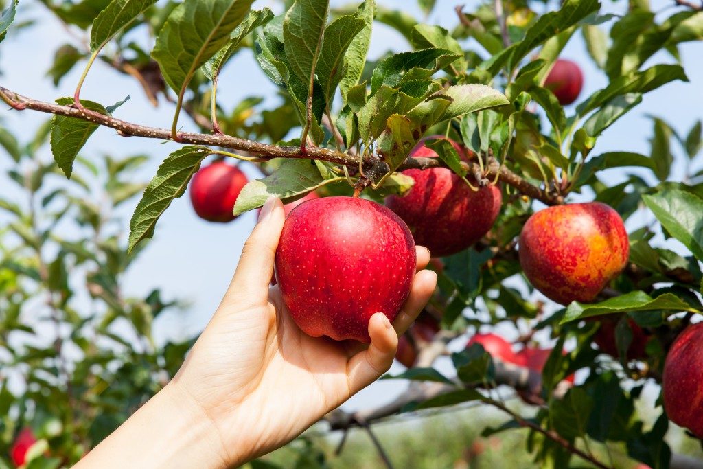 Apple Picking Jobs in Canada